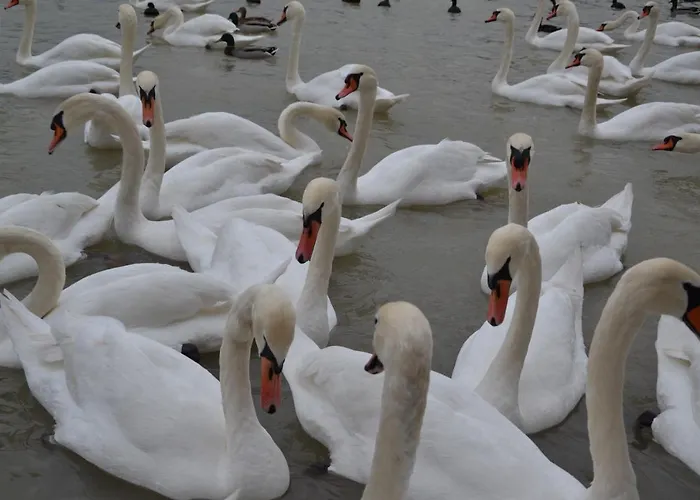 Gostisce Jezero Medvode