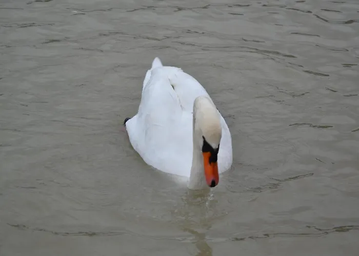 Gostisce Jezero 3* Medvode